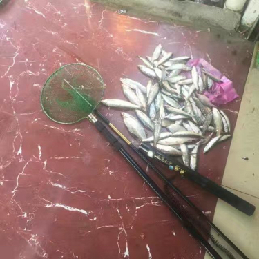 活动-钓鱼人标配爽到爆!鱼鹰电子鱼竿