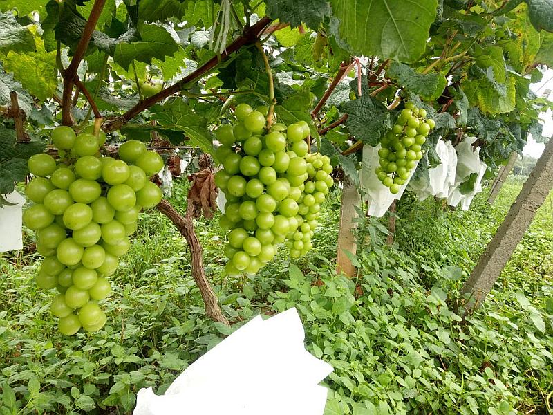 活动-地森葡萄园（来宾阳光分园）是什么样的葡萄竟然卖到30元一斤
