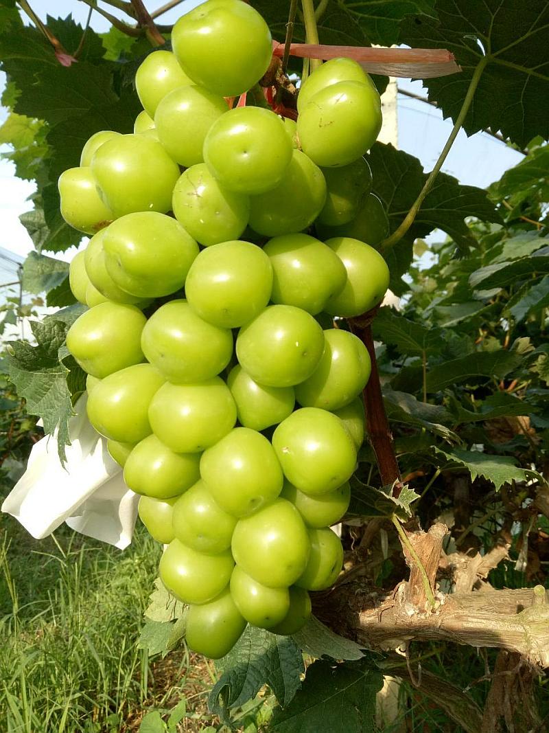 活动-地森葡萄园（来宾阳光分园）是什么样的葡萄竟然卖到30元一斤