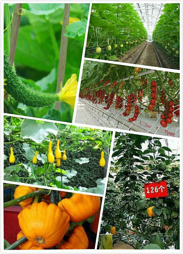 活动-第十期荷兰无土栽培技术的升级与寿光有机蔬菜高产技术培训班