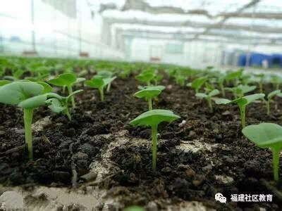 活动-爱种菜的你有福啦！关注微信公众号，免费领取菜苗！