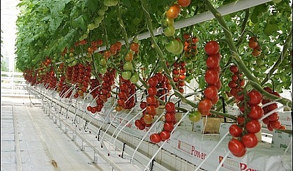 第十期荷兰无土栽培技术的升级与有机蔬菜活体保鲜技术培训班