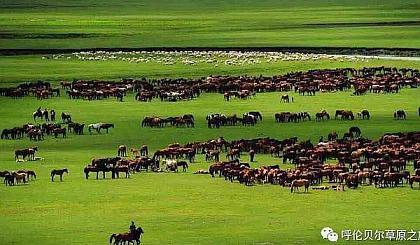 内蒙古呼伦贝尔草原包车旅游