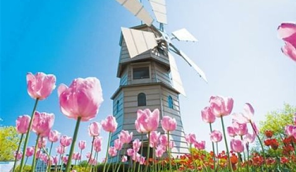 郁金香花海主题外景拍摄