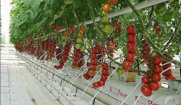 第十期荷兰无土栽培技术的升级与寿光有机蔬菜高产技术培训班