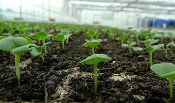 爱种菜的你有福啦！关注微信公众号，免费领取菜苗！